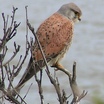 Eurasian Kestrel